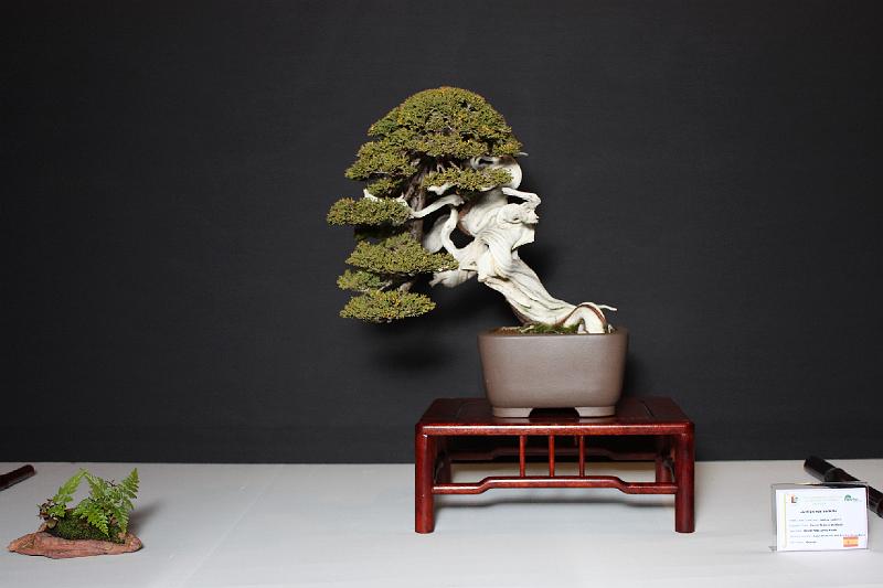 Bonsai, cay the, cay canh nghe thuat, cây cảnh nghệ thuật